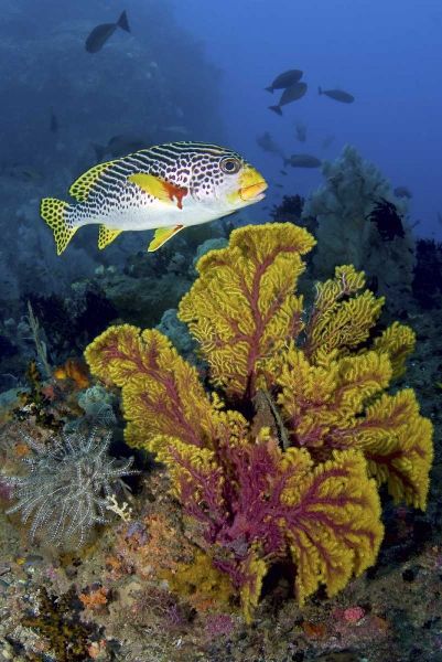 Sweetlip fish over coral, Irian Jaya, Indonesia